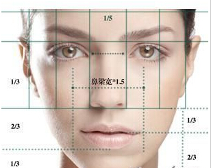 鼻子在整个脸部的位置