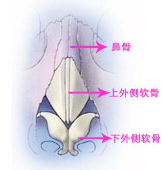 鼻子结构分三部分